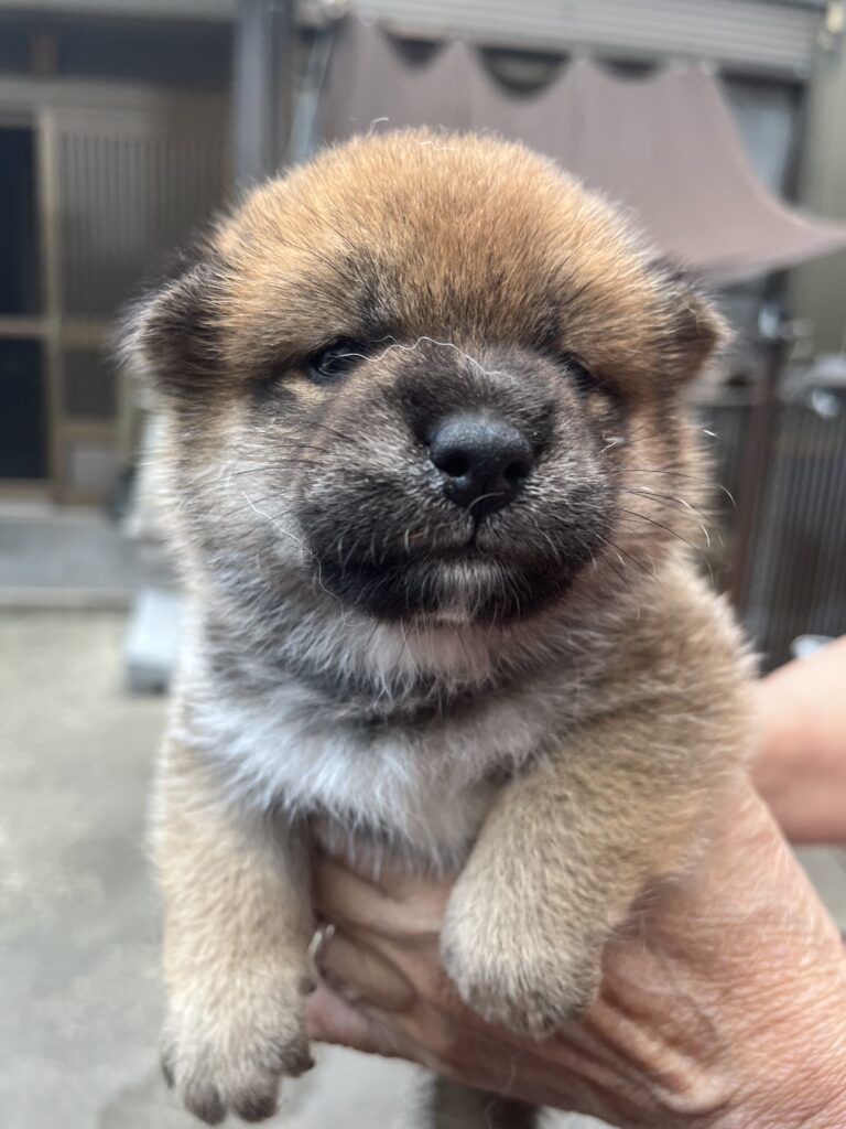 新しい家族が決まりました。　　　男の子